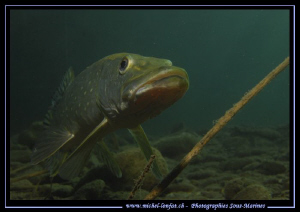 Face to face with this bis Pike Fish - small lake not far... by Michel Lonfat 